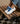 CHAUSSURES FEMME CITY RUN LEOPARD LEOPARD Leopard